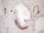 CD34 Antibody in Immunohistochemistry (Paraffin) (IHC (P))