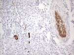 CD34 Antibody in Immunohistochemistry (Paraffin) (IHC (P))