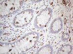 CD34 Antibody in Immunohistochemistry (Paraffin) (IHC (P))