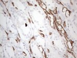 CD34 Antibody in Immunohistochemistry (Paraffin) (IHC (P))