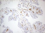 CD34 Antibody in Immunohistochemistry (Paraffin) (IHC (P))