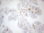 CD34 Antibody in Immunohistochemistry (Paraffin) (IHC (P))