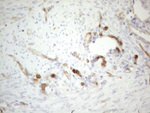 CD34 Antibody in Immunohistochemistry (Paraffin) (IHC (P))