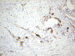 CD34 Antibody in Immunohistochemistry (Paraffin) (IHC (P))