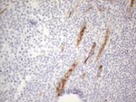 CD34 Antibody in Immunohistochemistry (Paraffin) (IHC (P))