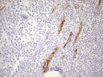 CD34 Antibody in Immunohistochemistry (Paraffin) (IHC (P))