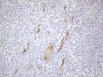 CD34 Antibody in Immunohistochemistry (Paraffin) (IHC (P))