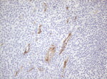 CD34 Antibody in Immunohistochemistry (Paraffin) (IHC (P))