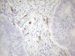 CD34 Antibody in Immunohistochemistry (Paraffin) (IHC (P))