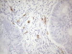 CD34 Antibody in Immunohistochemistry (Paraffin) (IHC (P))