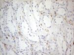 CD34 Antibody in Immunohistochemistry (Paraffin) (IHC (P))