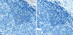 CD34 Antibody in Immunohistochemistry (Paraffin) (IHC (P))