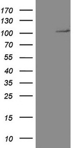 CD34 Antibody in Western Blot (WB)