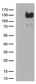 CD34 Antibody in Western Blot (WB)