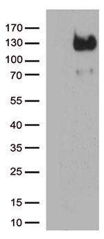 CD34 Antibody in Western Blot (WB)