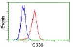 CD36 Antibody in Flow Cytometry (Flow)