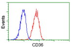 CD36 Antibody in Flow Cytometry (Flow)