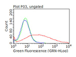 CD36 Antibody in Flow Cytometry (Flow)
