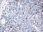 CD36 Antibody in Immunohistochemistry (Paraffin) (IHC (P))