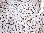 CD36 Antibody in Immunohistochemistry (Paraffin) (IHC (P))