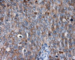 CD36 Antibody in Immunohistochemistry (Paraffin) (IHC (P))