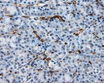 CD36 Antibody in Immunohistochemistry (Paraffin) (IHC (P))