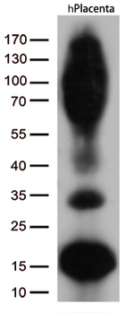 CD36 Antibody in Western Blot (WB)