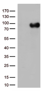 CD36 Antibody in Western Blot (WB)