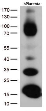 CD36 Antibody in Western Blot (WB)
