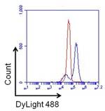 CD38 Monoclonal Antibody (5C5C3)