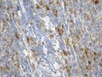 CD38 Antibody in Immunohistochemistry (Paraffin) (IHC (P))