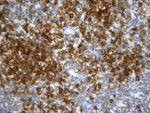 CD38 Antibody in Immunohistochemistry (Paraffin) (IHC (P))