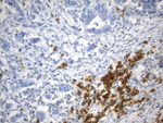 CD38 Antibody in Immunohistochemistry (Paraffin) (IHC (P))
