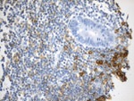 CD38 Antibody in Immunohistochemistry (Paraffin) (IHC (P))