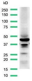 CD38 Antibody in Western Blot (WB)