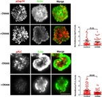 CD3 Antibody in Immunocytochemistry (ICC/IF)