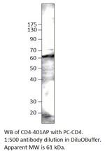 CD4 Polyclonal Antibody
