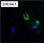CD4 Antibody in Immunocytochemistry (ICC/IF)