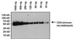 CD4 Antibody in Western Blot (WB)