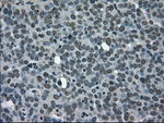 CD4 Antibody in Immunohistochemistry (Paraffin) (IHC (P))