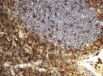 CD4 Antibody in Immunohistochemistry (Paraffin) (IHC (P))