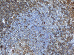 CD4 Antibody in Immunohistochemistry (Paraffin) (IHC (P))