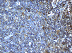 CD4 Antibody in Immunohistochemistry (Paraffin) (IHC (P))
