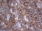 CD4 Antibody in Immunohistochemistry (Paraffin) (IHC (P))