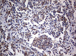 CD4 Antibody in Immunohistochemistry (Paraffin) (IHC (P))