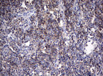 CD4 Antibody in Immunohistochemistry (Paraffin) (IHC (P))