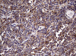 CD4 Antibody in Immunohistochemistry (Paraffin) (IHC (P))