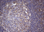 CD4 Antibody in Immunohistochemistry (Paraffin) (IHC (P))