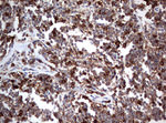 CD4 Antibody in Immunohistochemistry (Paraffin) (IHC (P))