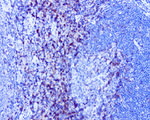 CD4 Antibody in Immunohistochemistry (Paraffin) (IHC (P))